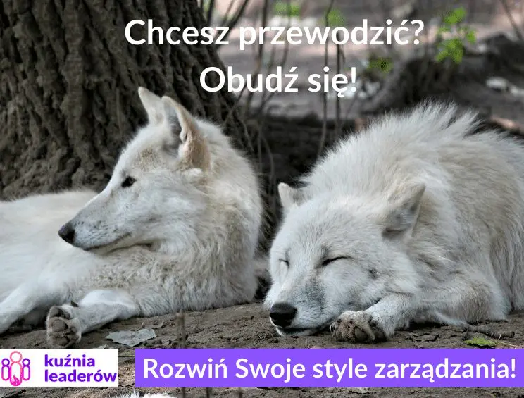 Rozwiń Swoje style zarządzania!